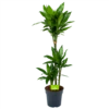 Dracaena Janet Lind - Op Stam - Drakenbloedboom - P21 H100 - Kamerplant 2 Dracaena Janet Lind - Op Stam - Drakenbloedboom - P21 H100 - Kamerplant -Planten Winkel dracaena janet lind op stam drakenbloedboom p21 h100 1 1