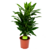 Dracaena Janet Lind - Vertakt - Drakenbloedboom - P21 H80 - Kamerplant 1 Dracaena Janet Lind - Vertakt - Drakenbloedboom - P21 H80 - Kamerplant -Planten Winkel dracaena janet lind vertakt drakenbloedboom p21 h80 1