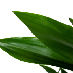 Dracaena Janet Lind - Vertakt - Drakenbloedboom - P21 H80 - Kamerplant -Planten Winkel dracaena janet lind vertakt drakenbloedboom p21 h80 6