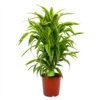 Dracaena Lemon Lime - Vertakt - Drakenbloedboom - P24 H110 - Kamerplant 2 Dracaena Lemon Lime - Vertakt - Drakenbloedboom - P24 H110 - Kamerplant -Planten Winkel dracaena lemon lime drakenbloedboom p24 h95 4