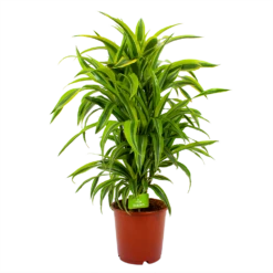Dracaena Lemon Lime - Vertakt - Drakenbloedboom - P24 H110 - Kamerplant