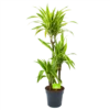 Dracaena Lemon Lime - Op Stam - Drakenbloedboom - P21 H100 - Kamerplant 1 Dracaena Lemon Lime - Op Stam - Drakenbloedboom - P21 H100 - Kamerplant -Planten Winkel dracaena lemon lime op stam drakenbloedboom p21 h100 1 1