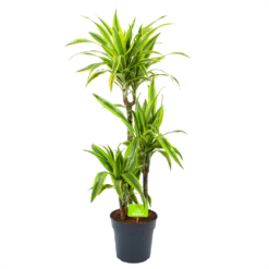 Dracaena Lemon Lime - Op Stam - Drakenbloedboom - P21 H100 - Kamerplant