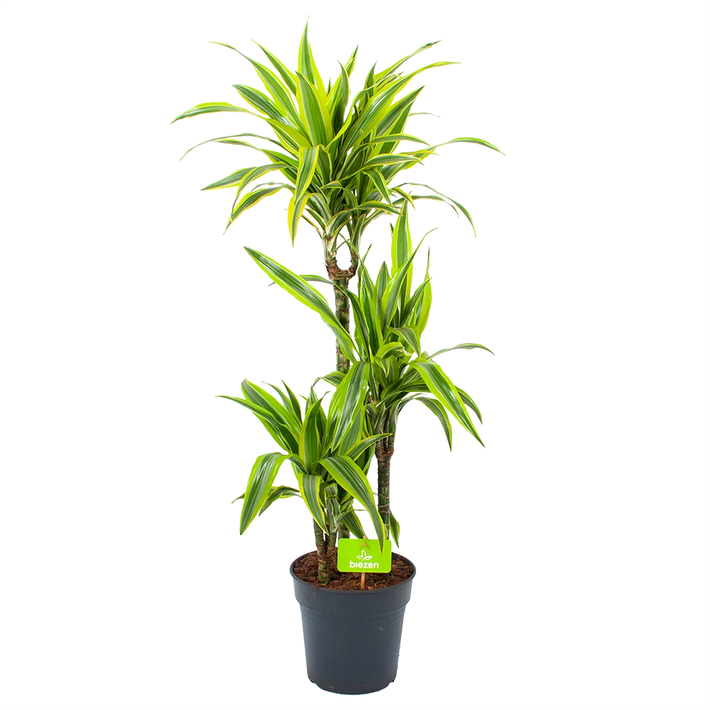 Dracaena Lemon Lime - Op Stam - Drakenbloedboom - P21 H100 - Kamerplant 3 Dracaena Lemon Lime - Op Stam - Drakenbloedboom - P21 H100 - Kamerplant