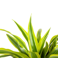 Dracaena Lemon Lime - Op Stam - Drakenbloedboom - P21 H100 - Kamerplant 8 Dracaena Lemon Lime - Op Stam - Drakenbloedboom - P21 H100 - Kamerplant -Planten Winkel dracaena lemon lime op stam drakenbloedboom p21 h100 6 1