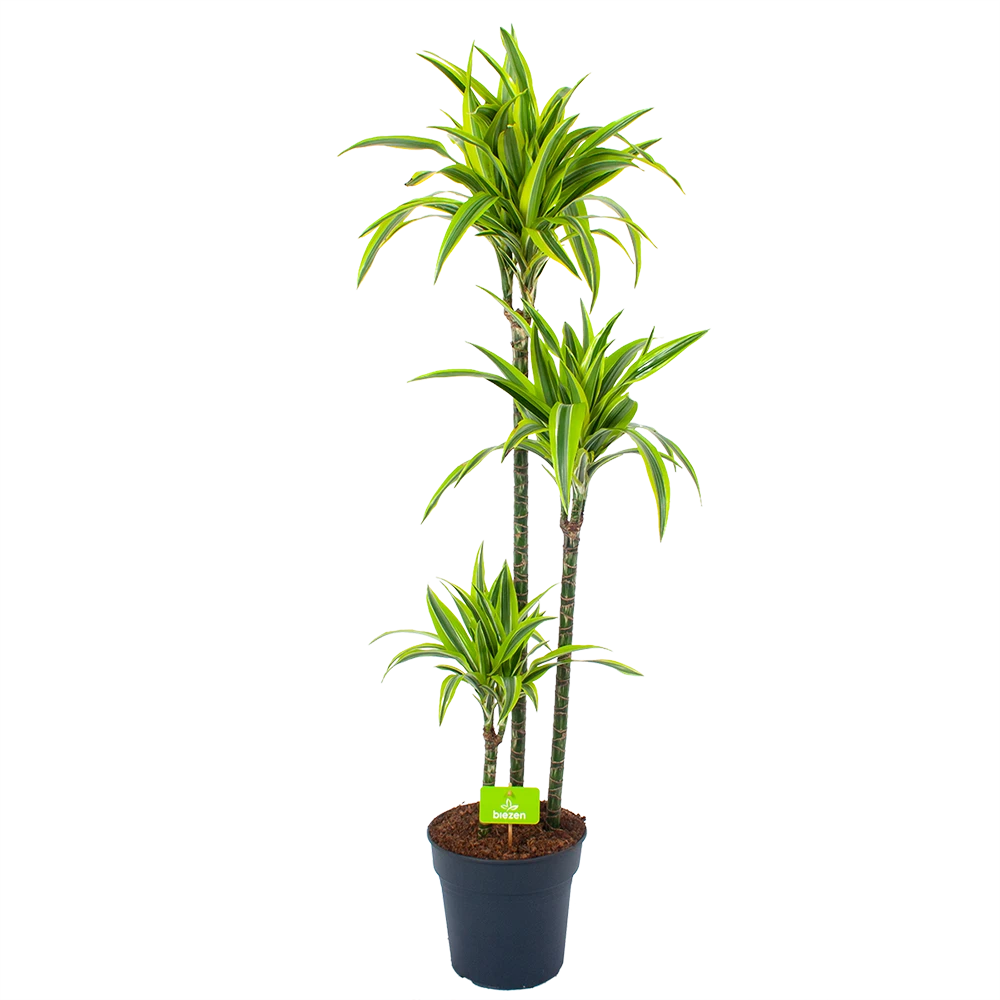 Dracaena Lemon Lime - Op Stam - Drakenbloedboom - P24 H150 - Kamerplant 3 Dracaena Lemon Lime - Op Stam - Drakenbloedboom - P24 H150 - Kamerplant