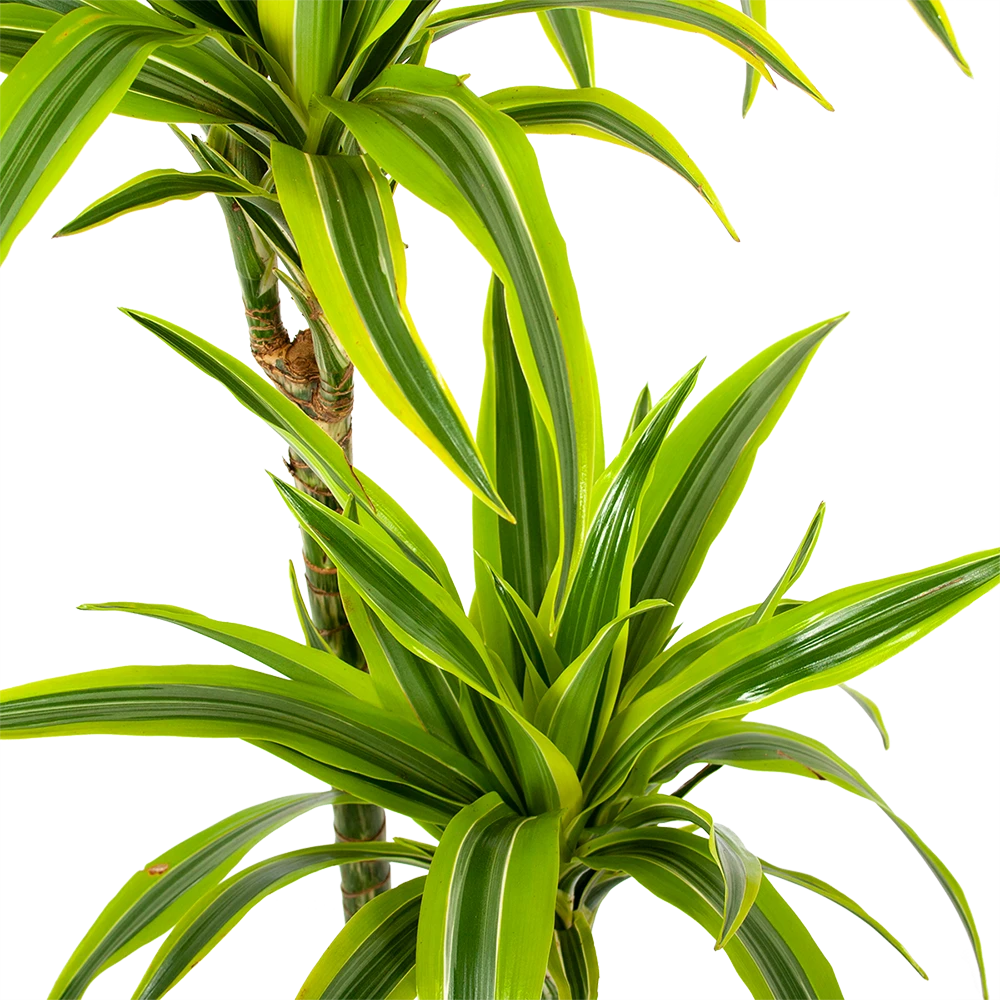 Dracaena Lemon Lime - Op Stam - Drakenbloedboom - P24 H150 - Kamerplant 4 Dracaena Lemon Lime - Op Stam - Drakenbloedboom - P24 H150 - Kamerplant - Afbeelding 2