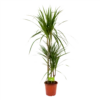 Dracaena Marginata Groen - Op Stam - Drakenbloedboom - P21 H125 - Kamerplant -Planten Winkel dracaena marginata groen drakenbloedboom p21 h125 4