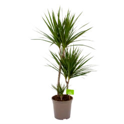 Dracaena Marginata Groen - Op Stam - Drakenbloedboom - P24 H120 - Kamerplant