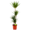 Dracaena Marginata Groen - Op Stam - Drakenbloedboom - P24 H150 - Kamerplant 1 Dracaena Marginata Groen - Op Stam - Drakenbloedboom - P24 H150 - Kamerplant -Planten Winkel dracaena marginata groen op stam drakenbloedboom p24 h150 4 2