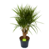 Dracaena Marginata Groen - Vertakt - Drakenbloedboom - P27 H120 - Kamerplant -Planten Winkel dracaena marginata groen vertakt drakenbloedboom p27 h120 1 3