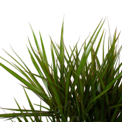 Dracaena Marginata Groen - Vertakt - Drakenbloedboom - P27 H120 - Kamerplant -Planten Winkel dracaena marginata groen vertakt drakenbloedboom p27 h120 6 3