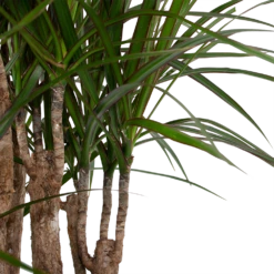 Dracaena Marginata Groen - Vertakt - Drakenbloedboom - P30 H140 - Kamerplant -Planten Winkel dracaena marginata groen vertakt drakenbloedboom p30 h140 6