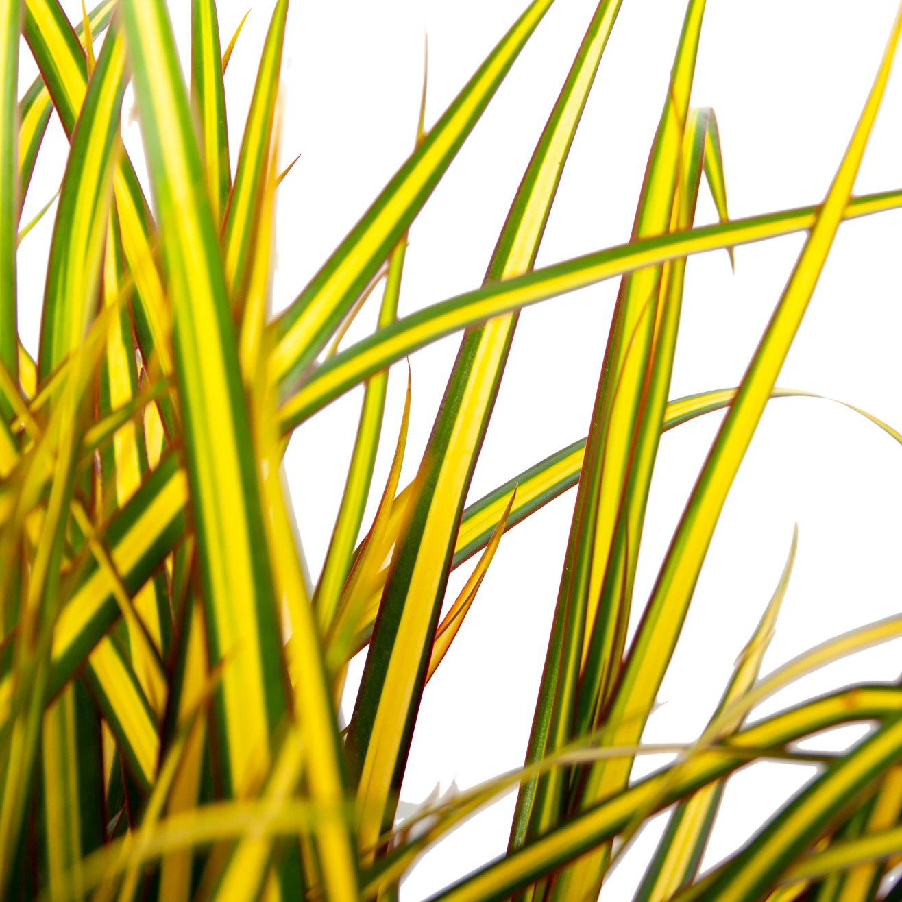 Dracaena Marginata Sunray - Op Stam - Drakenbloedboom - P21 H110 - Kamerplant 4 Dracaena Marginata Sunray - Op Stam - Drakenbloedboom - P21 H110 - Kamerplant - Afbeelding 2