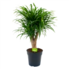 Dracaena Reflexa Anita - Enkele Stam - Drakenbloedboom - P21 H80 - Kamerplant 2 Dracaena Reflexa Anita - Enkele Stam - Drakenbloedboom - P21 H80 - Kamerplant -Planten Winkel dracaena reflexa anita drakenbloedboom p21 h80 4