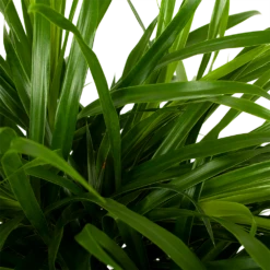 Dracaena Reflexa Anita - Enkele Stam - Drakenbloedboom - P21 H80 - Kamerplant -Planten Winkel dracaena reflexa anita drakenbloedboom p21 h80 5