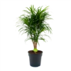 Dracaena Reflexa Anita - Enkele Stam - Drakenbloedboom-p24 H110 - Kamerplant 1 Dracaena Reflexa Anita - Enkele Stam - Drakenbloedboom-p24 H110 - Kamerplant -Planten Winkel dracaena reflexa anita drakenbloedboom p24 h110 4
