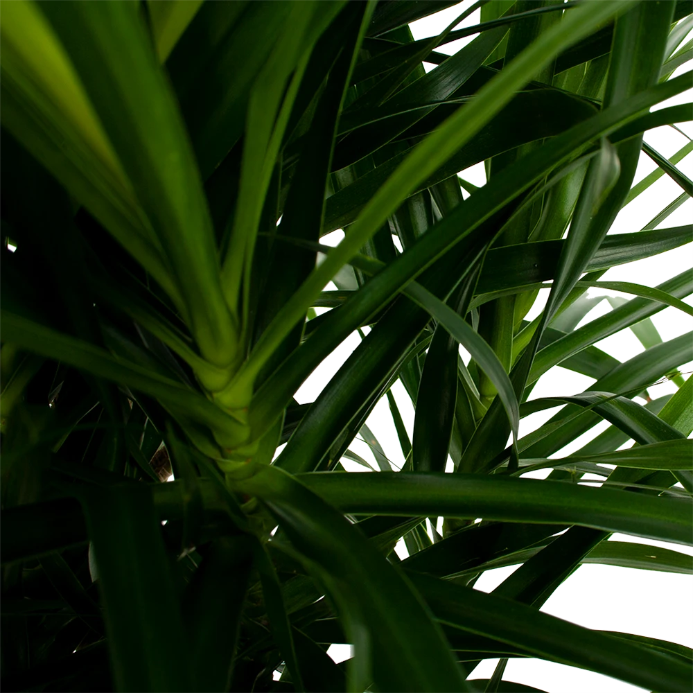 Dracaena Reflexa Anita - Enkele Stam - Drakenbloedboom-p24 H110 - Kamerplant 4 Dracaena Reflexa Anita - Enkele Stam - Drakenbloedboom-p24 H110 - Kamerplant - Afbeelding 2