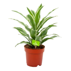 Dracaena White Jewel - Drakenbloedboom - P17 H45 - Kamerplant