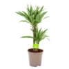 Dracaena White Stripe - Op Stam - Drakenbloedboom - P17 H65 - Kamerplant 2 Dracaena White Stripe - Op Stam - Drakenbloedboom - P17 H65 - Kamerplant -Planten Winkel dracaena white stripe drakenbloedboom p17 h55 4