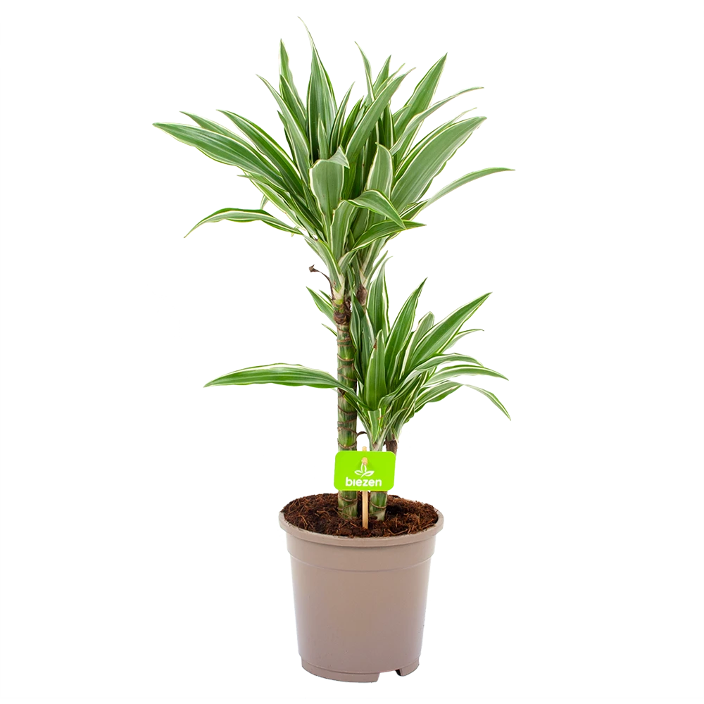 Dracaena White Stripe - Op Stam - Drakenbloedboom - P17 H65 - Kamerplant 3 Dracaena White Stripe - Op Stam - Drakenbloedboom - P17 H65 - Kamerplant