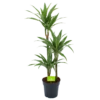 Dracaena White Stripe - Op Stam - Drakenbloedboom - P21 H100 - Kamerplant -Planten Winkel dracaena white stripe op stam drakenbloedboom p21 h100 1 1