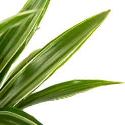 Dracaena White Stripe - Op Stam - Drakenbloedboom - P21 H100 - Kamerplant 7 Dracaena White Stripe - Op Stam - Drakenbloedboom - P21 H100 - Kamerplant -Planten Winkel dracaena white stripe op stam drakenbloedboom p21 h100 6 1