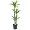 Dracaena White Stripe - Op Stam - Drakenbloedboom - P24 H150 - Kamerplant -Planten Winkel dracaena white stripe op stam drakenbloedboom p24 h150 1 1