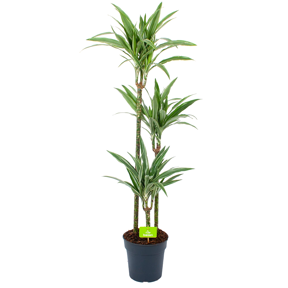 Dracaena White Stripe - Op Stam - Drakenbloedboom - P24 H150 - Kamerplant 3 Dracaena White Stripe - Op Stam - Drakenbloedboom - P24 H150 - Kamerplant
