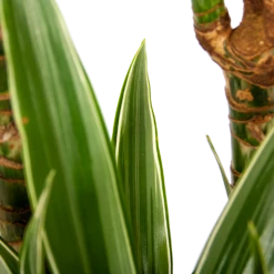 Dracaena White Stripe - Op Stam - Drakenbloedboom - P24 H150 - Kamerplant 8 Dracaena White Stripe - Op Stam - Drakenbloedboom - P24 H150 - Kamerplant -Planten Winkel dracaena white stripe op stam drakenbloedboom p24 h150 6 1