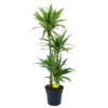 Dracaena White Stripe - Op Stam - Drakenbloedboom - P27 H150 - Kamerplant 2 Dracaena White Stripe - Op Stam - Drakenbloedboom - P27 H150 - Kamerplant -Planten Winkel dracaena white stripe op stam drakenbloedboom p27 h150 1 2