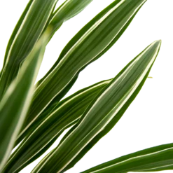 Dracaena White Stripe - Op Stam - Drakenbloedboom - P27 H150 - Kamerplant -Planten Winkel dracaena white stripe op stam drakenbloedboom p27 h150 6 2