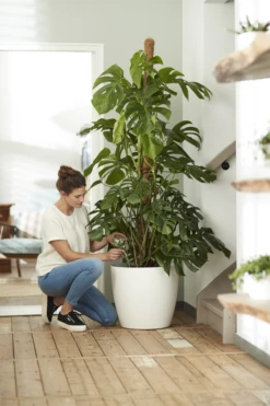 Bloempot Elho Brussels Rond 47cm - Met Wielen - Wit -Planten Winkel elho brussels rond wielen 47 wit bloempot 7 7