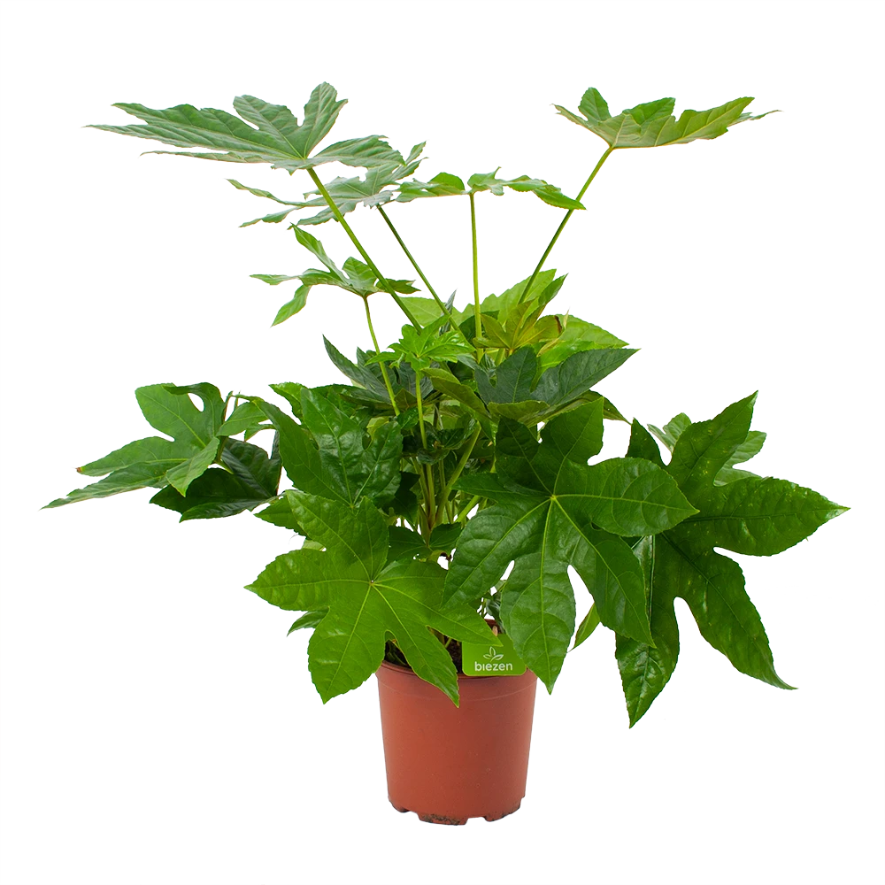 Fatsia Japonica - Vingerplant - P19 H60 - Kamerplant 3 Fatsia Japonica - Vingerplant - P19 H60 - Kamerplant