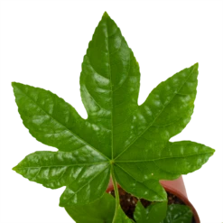 Fatsia Japonica - Vingerplant - P19 H60 - Kamerplant 8 Fatsia Japonica - Vingerplant - P19 H60 - Kamerplant -Planten Winkel fatsia japonica vingerplant p19 h60 4