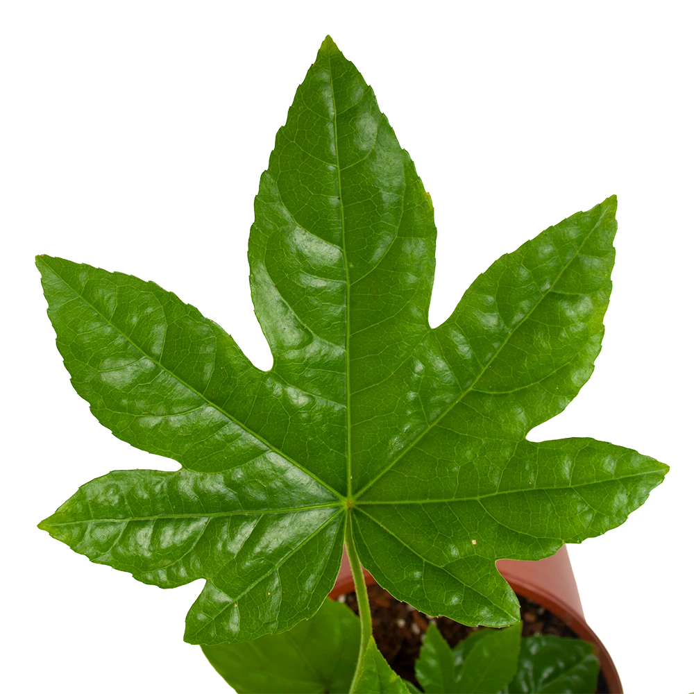 Fatsia Japonica - Vingerplant - P19 H60 - Kamerplant 4 Fatsia Japonica - Vingerplant - P19 H60 - Kamerplant - Afbeelding 2