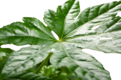 Fatsia Japonica - Vingerplant - P19 H60 - Kamerplant 9 Fatsia Japonica - Vingerplant - P19 H60 - Kamerplant -Planten Winkel fatsia japonica vingerplant p19 h60 5