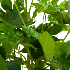 Fatsia Japonica - Vingerplant - P19 H60 - Kamerplant 10 Fatsia Japonica - Vingerplant - P19 H60 - Kamerplant -Planten Winkel fatsia japonica vingerplant p19 h60 6