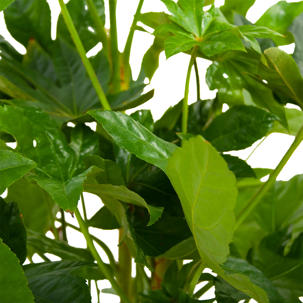 Fatsia Japonica - Vingerplant - P19 H60 - Kamerplant 6 Fatsia Japonica - Vingerplant - P19 H60 - Kamerplant - Afbeelding 4