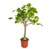 Ficus Altissima - Vertakt - P27 H130 - Kamerplant 2 Ficus Altissima - Vertakt - P27 H130 - Kamerplant -Planten Winkel ficus altissima vertakt p27 h130 1