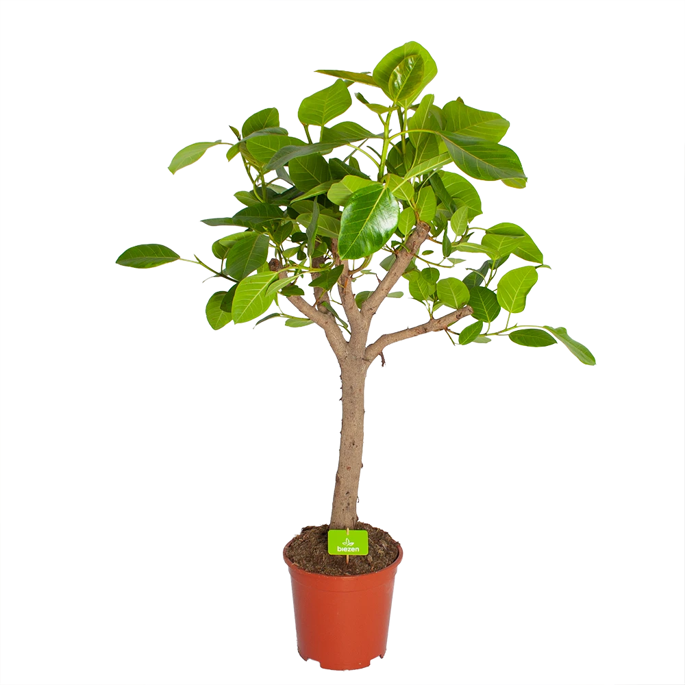 Ficus Altissima - Vertakt - P27 H130 - Kamerplant 3 Ficus Altissima - Vertakt - P27 H130 - Kamerplant