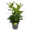 Ficus Benghalensis Audrey - Groene Vijg - Toef - P27 H80 - Kamerplant 2 Ficus Benghalensis Audrey - Groene Vijg - Toef - P27 H80 - Kamerplant -Planten Winkel ficus benghalensis audrey groene vijg toef p27 h80 kamerplant 1
