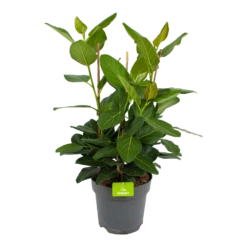 Ficus Benghalensis Audrey - Groene Vijg - Toef - P27 H80 - Kamerplant