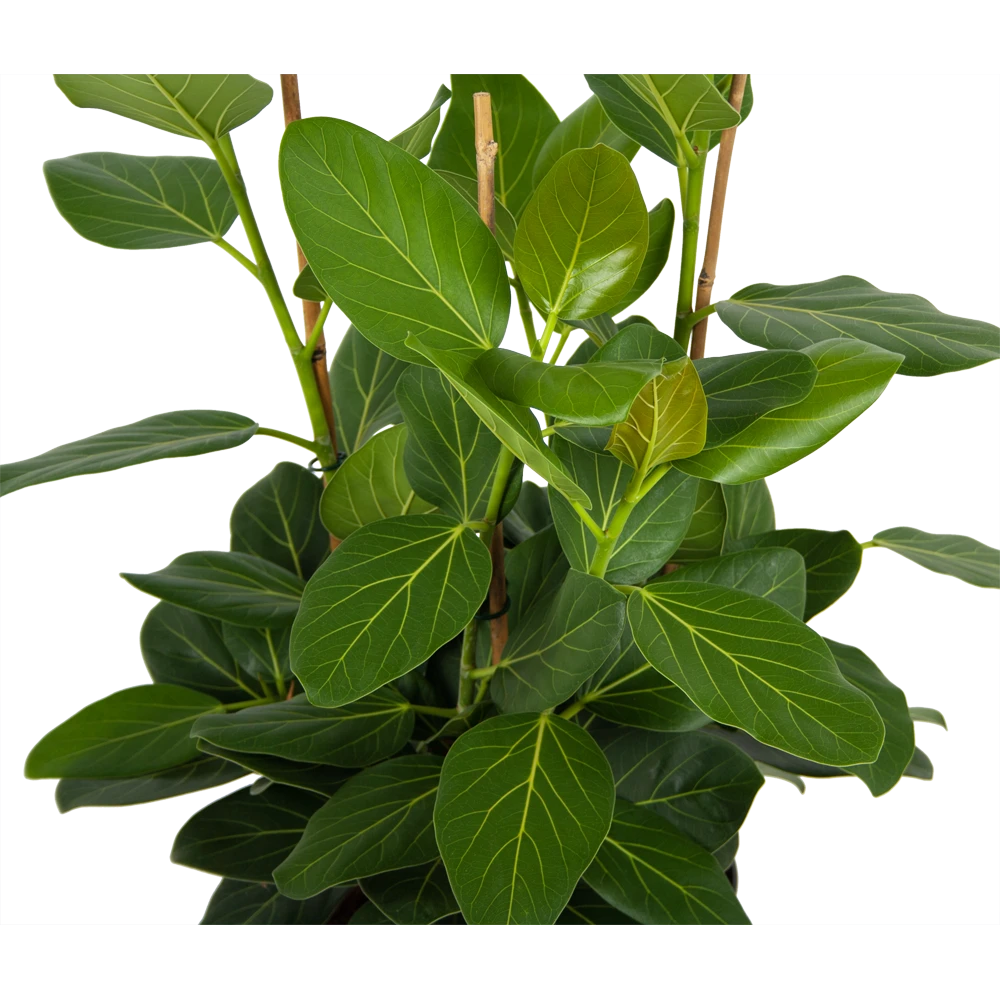 Ficus Benghalensis Audrey - Groene Vijg - Toef - P27 H80 - Kamerplant 4 Ficus Benghalensis Audrey - Groene Vijg - Toef - P27 H80 - Kamerplant - Afbeelding 2