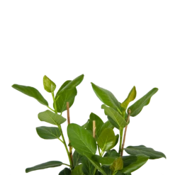 Ficus Benghalensis Audrey - Groene Vijg - Toef - P27 H80 - Kamerplant 8 Ficus Benghalensis Audrey - Groene Vijg - Toef - P27 H80 - Kamerplant -Planten Winkel ficus benghalensis audrey groene vijg toef p27 h80 kamerplant 4