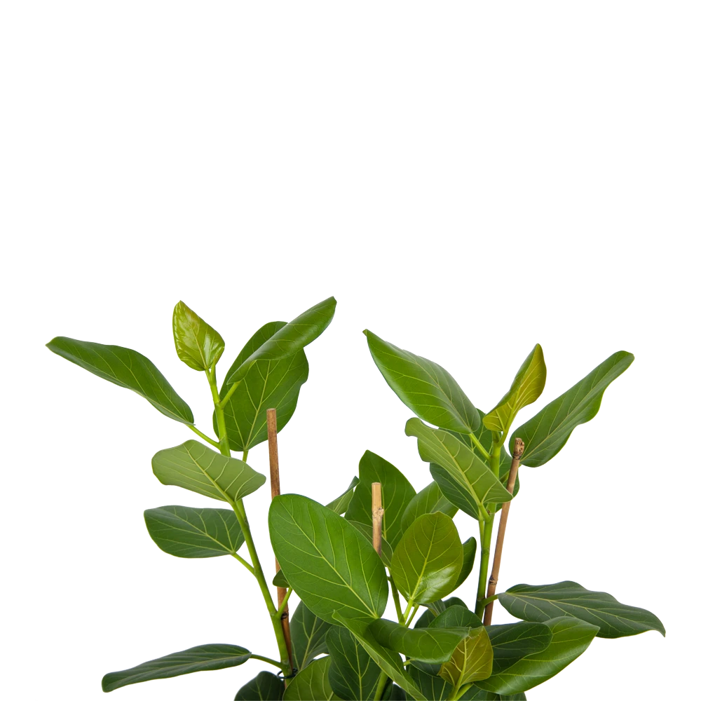Ficus Benghalensis Audrey - Groene Vijg - Toef - P27 H80 - Kamerplant 5 Ficus Benghalensis Audrey - Groene Vijg - Toef - P27 H80 - Kamerplant - Afbeelding 3