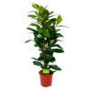 Ficus Cyathistipula - Groene Vijg - Toef - P21 H105 - Kamerplant 1 Ficus Cyathistipula - Groene Vijg - Toef - P21 H105 - Kamerplant -Planten Winkel ficus cyathistipula groene vijg toef p21 h105 1 1