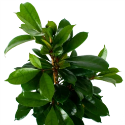 Ficus Cyathistipula - Groene Vijg - Toef - P21 H105 - Kamerplant -Planten Winkel ficus cyathistipula groene vijg toef p21 h105 6 1