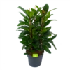 Ficus Cyathistipula - Groene Vijg - Toef - P34 H120 - Kamerplant 2 Ficus Cyathistipula - Groene Vijg - Toef - P34 H120 - Kamerplant -Planten Winkel ficus cyathistipula groene vijg toef p34 h120 1 3