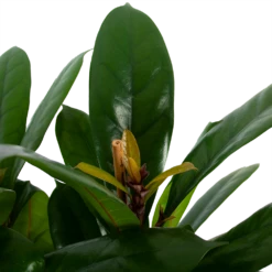 Ficus Cyathistipula - Groene Vijg - Toef - P34 H120 - Kamerplant 7 Ficus Cyathistipula - Groene Vijg - Toef - P34 H120 - Kamerplant -Planten Winkel ficus cyathistipula groene vijg toef p34 h120 5 3